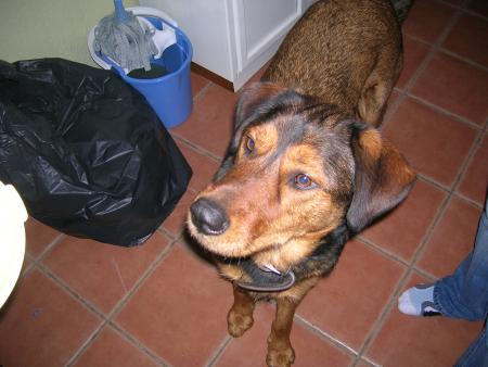 mon baloo
