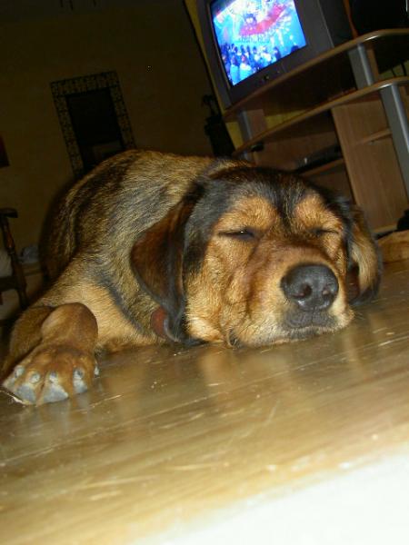 Baloo