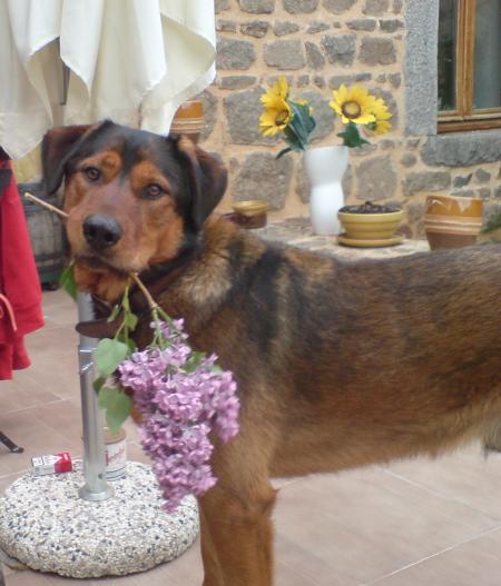 Mon pti baloo